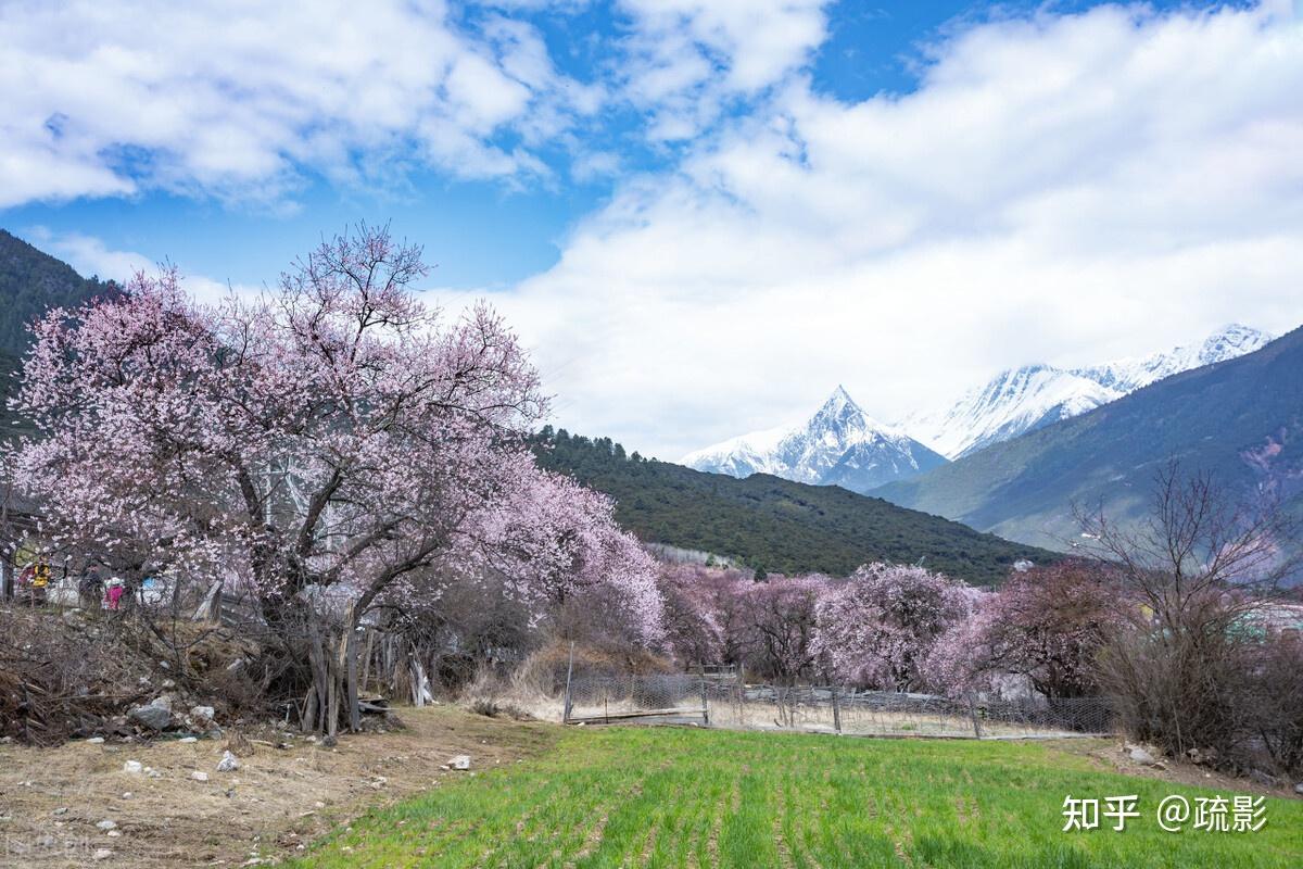 林芝桃花节旅游线路1:林芝赏花首选专线嘎拉桃花村是3月赏桃花的首选