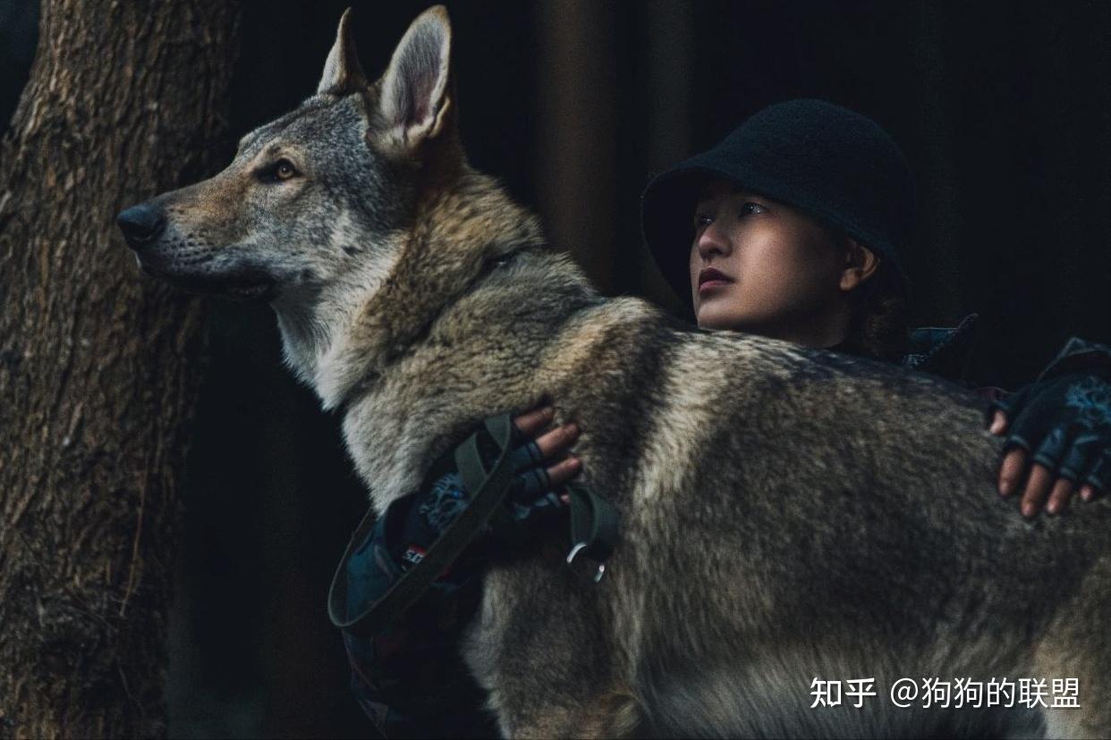 养过“捷克狼犬”后,你会爱上它的 - 知乎