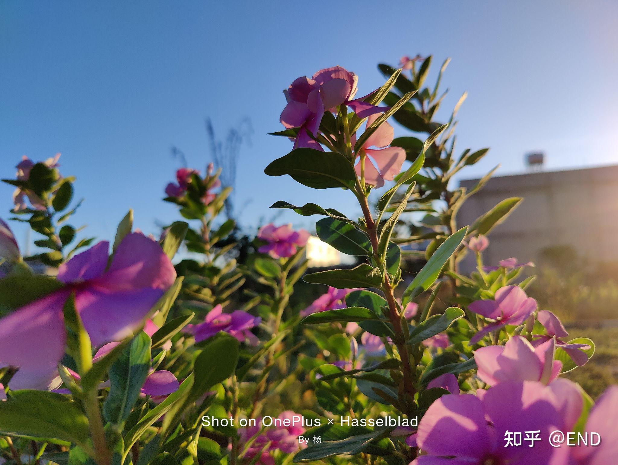 一加9pro 拍照 - 知乎