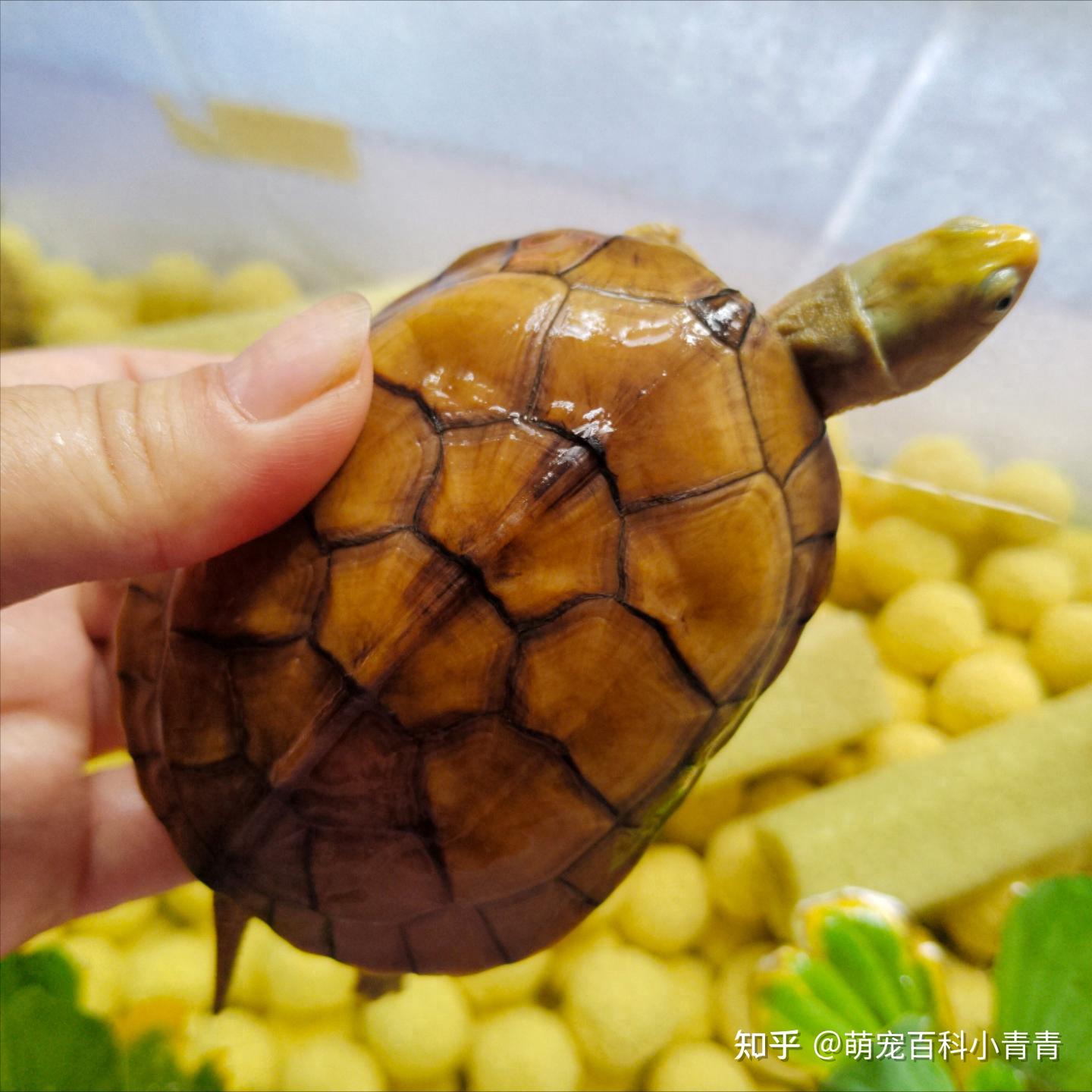 常见宠物龟有哪些？最常见的10种宠物龟，快来看看有你的乌龟吗！ - 知乎
