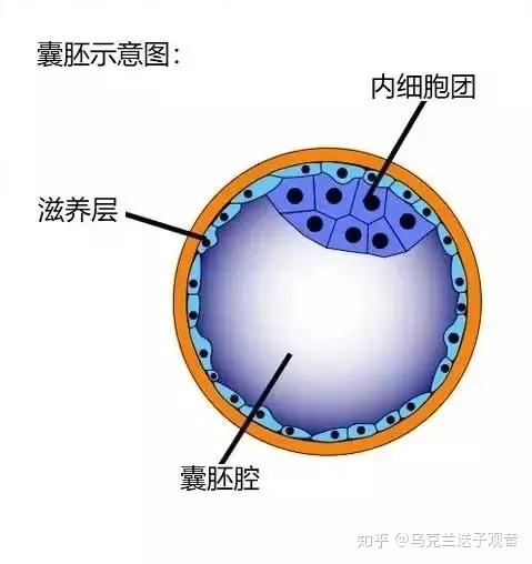 乌克兰adonis(阿多尼斯)医院