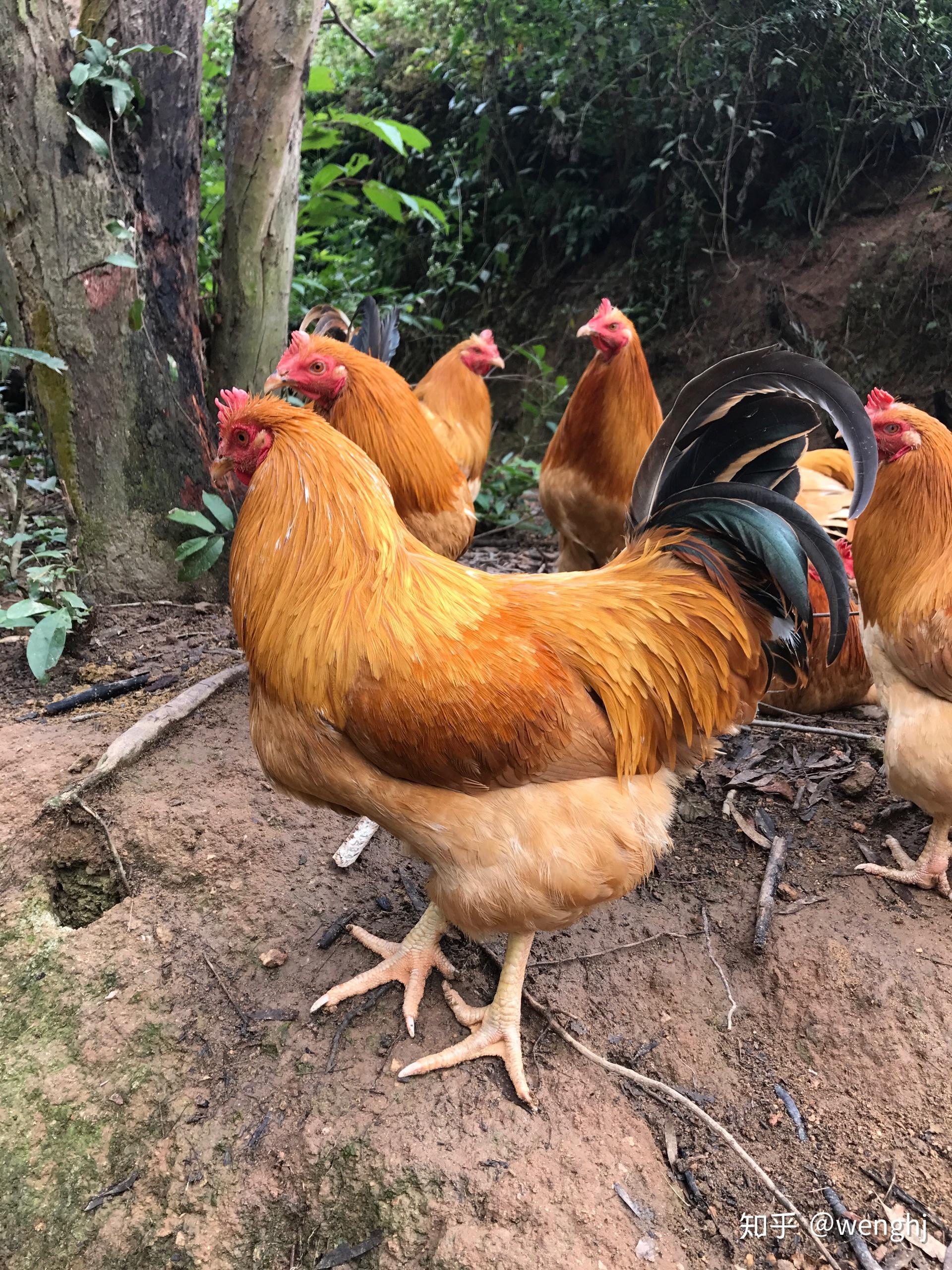 百步鸡土鸡跑步鸡百步鸡生态土鸡场