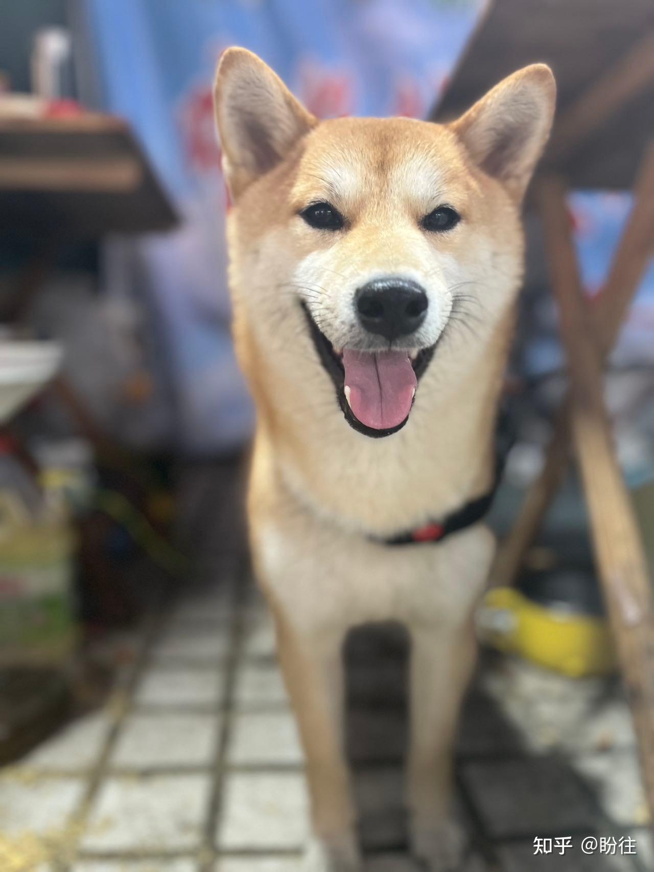 四川省成都市简阳市重金寻狗柴犬