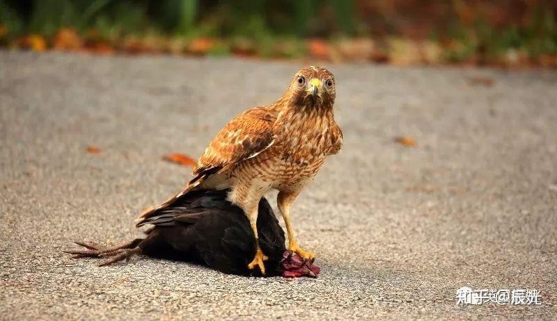 動物保護組織會設法阻止肉食動物捕食獵物麼