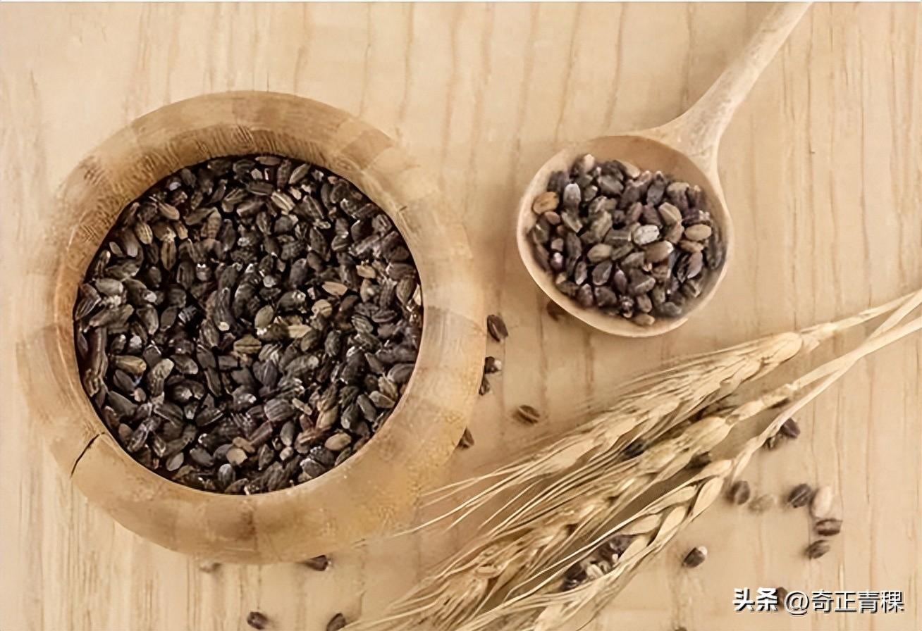 青稞中的极品——西藏黑青稞 - 知乎