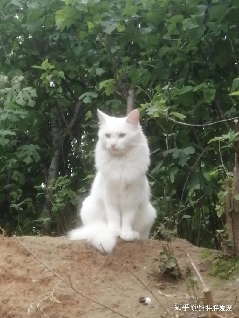 田园猫中的“王者”狮子猫 - 知乎