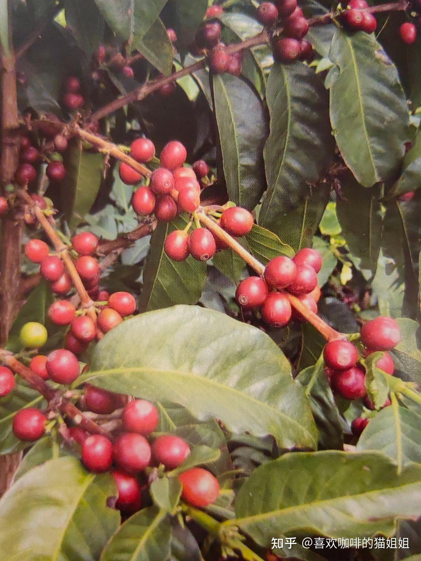 咖啡的种植条件- 知乎
