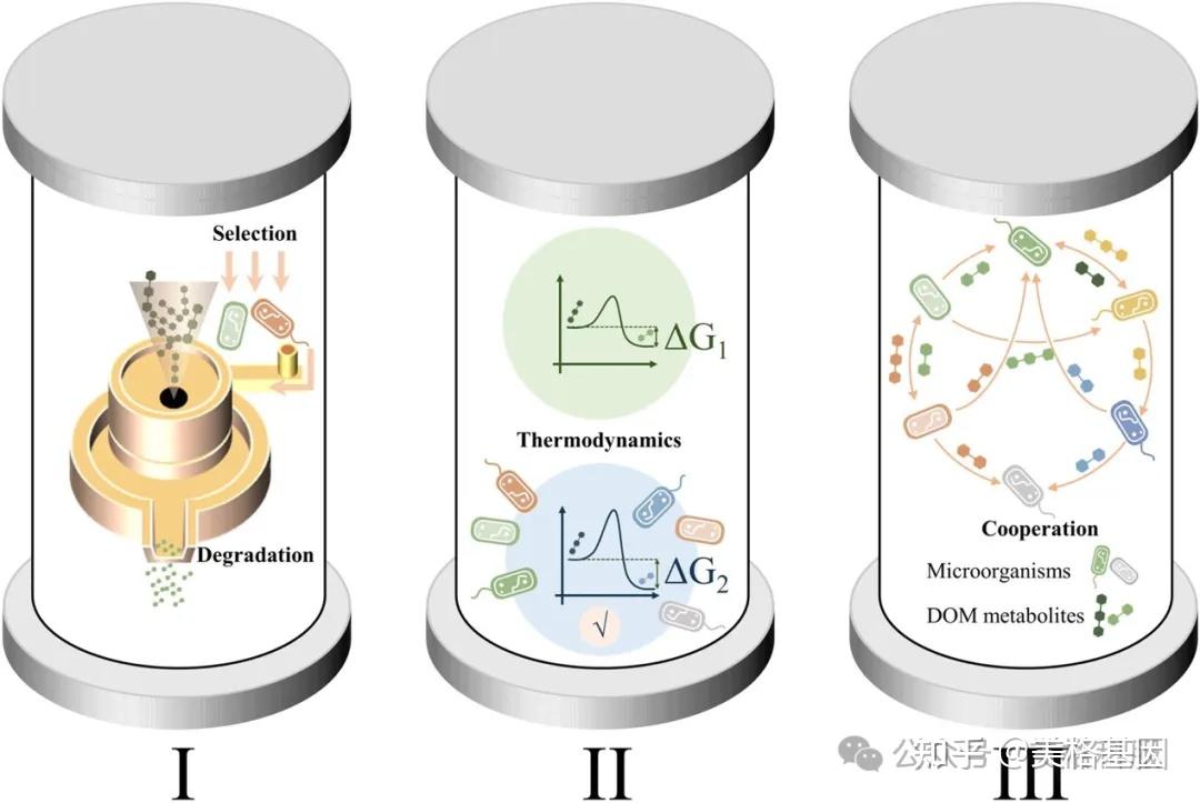 揭秘厌氧条件下微生物与代谢物之间的动态变化 - 知乎