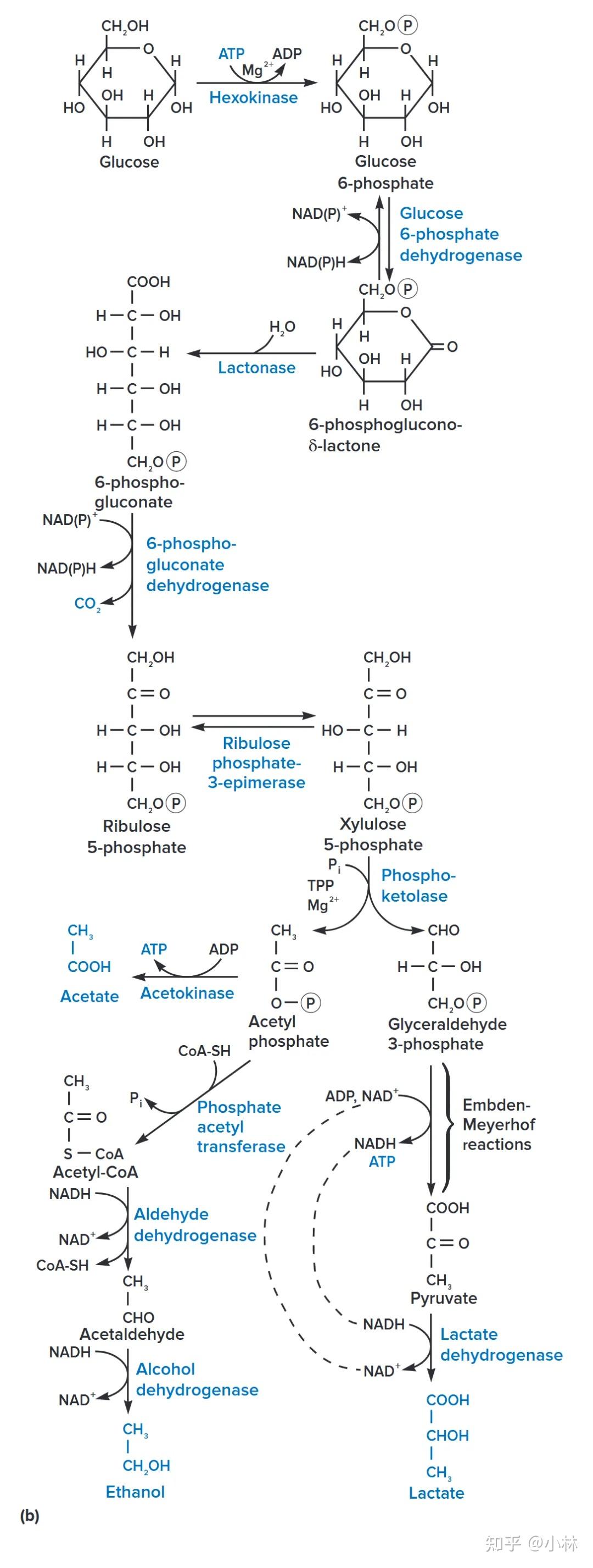 微生物中十种常见的代谢循环 - 知乎