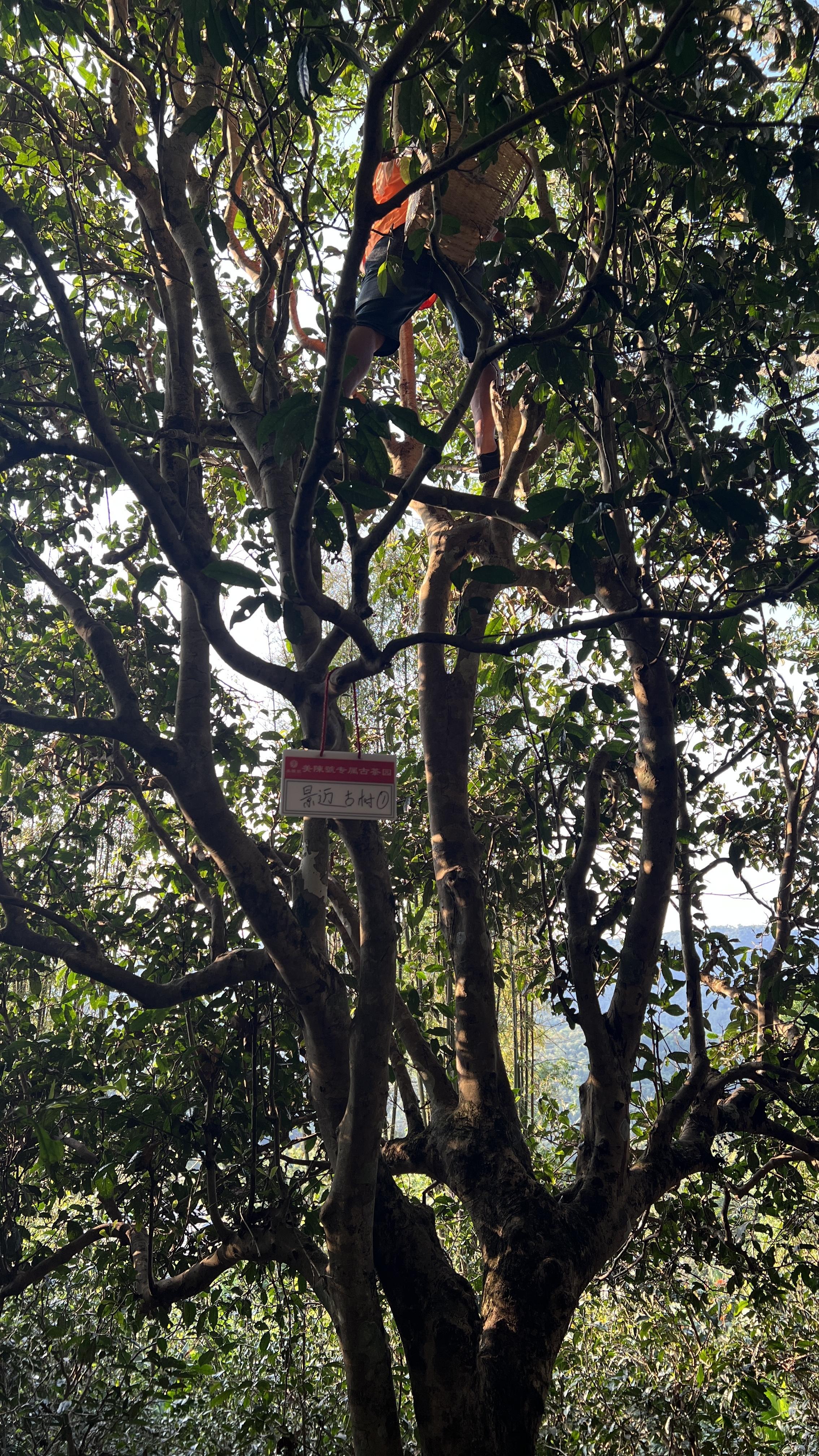 一起探访世外桃源景迈山感受普洱香妃的兰香韵