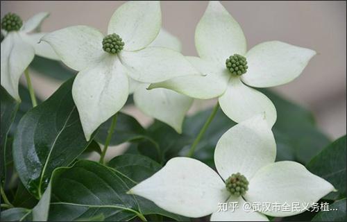清新淡雅的白色花卉集合啦!了解一下? - 知乎