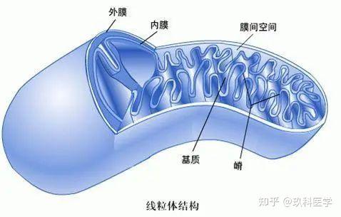 国自然热点——线粒体研究|线粒体检测方法汇总 - 知乎