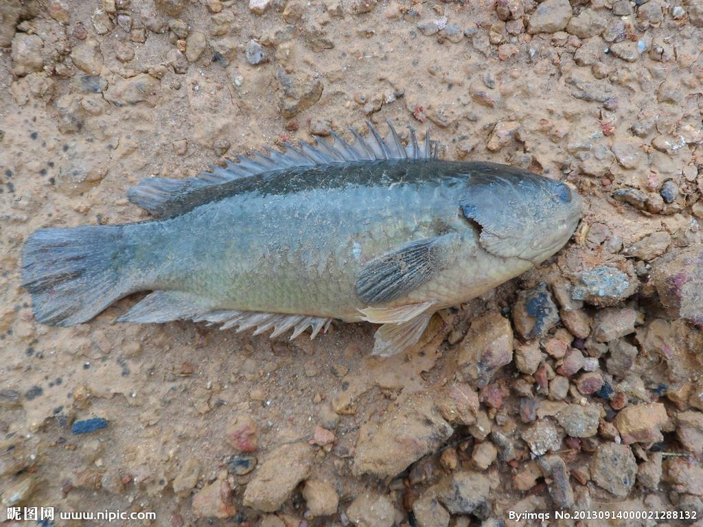 这鱼能上岸祖宗到过青藏高原却有可能被水淹死