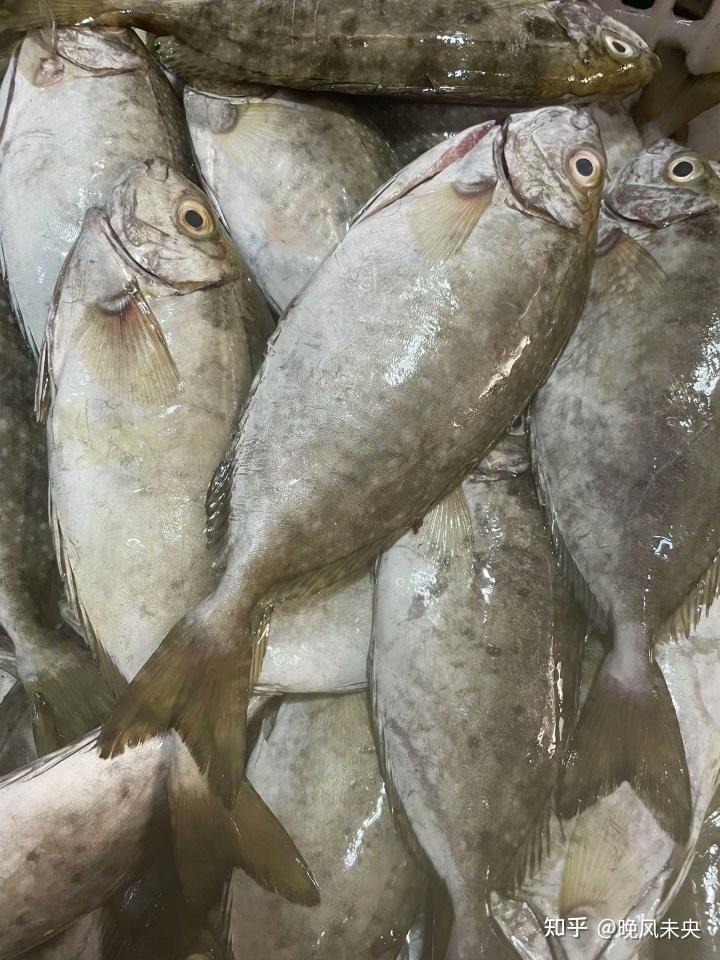 泥猛鱼:海洋美味的“多面手” - 知乎