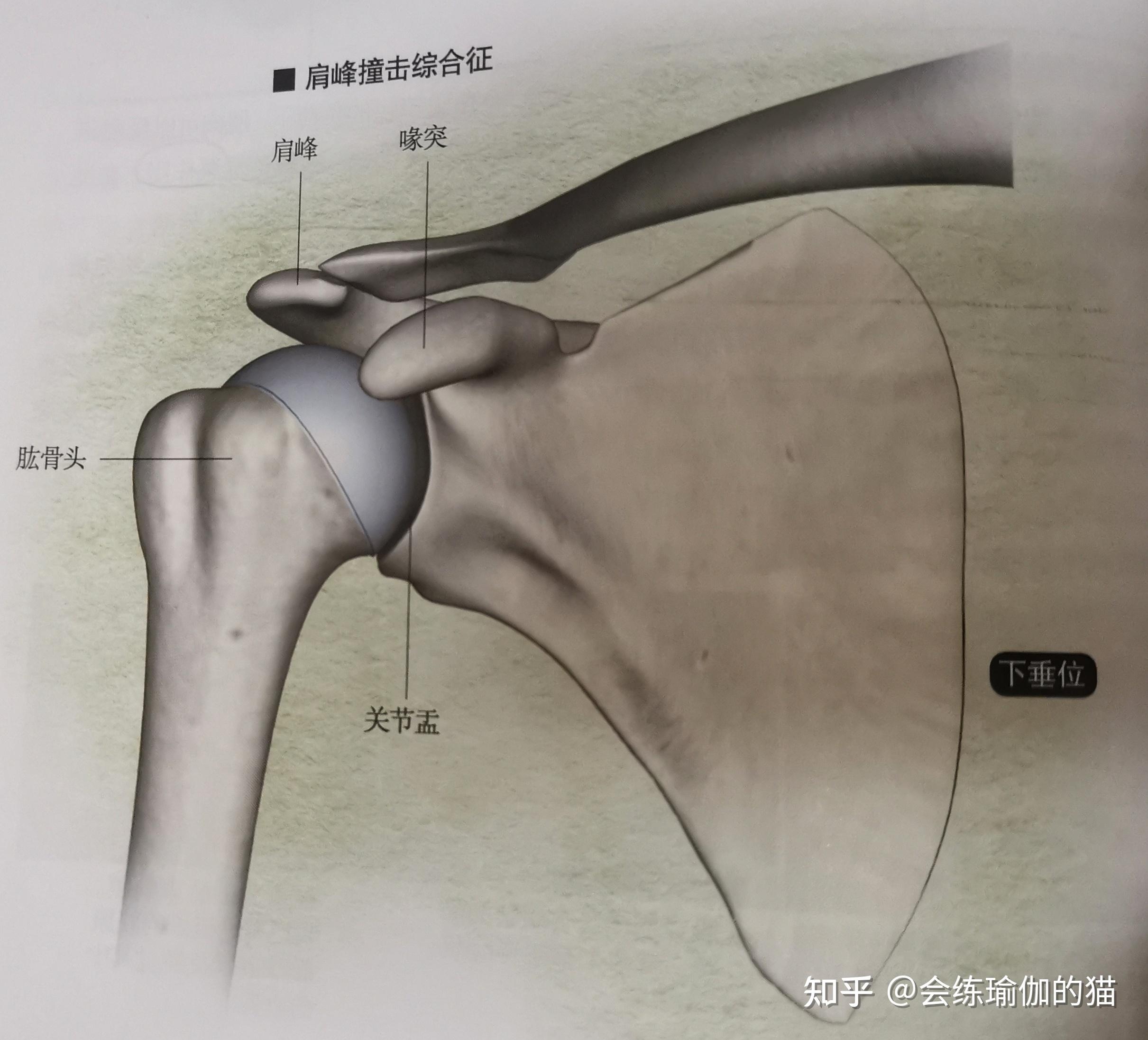 肩峰在哪个位置图片图片