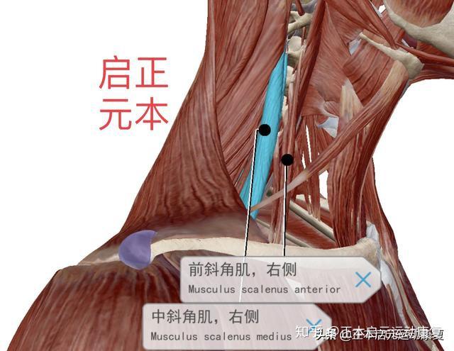 颈前斜角肌定位