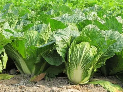 大白菜有机种植全攻略选地播种加管理关键是不要农药不断哦