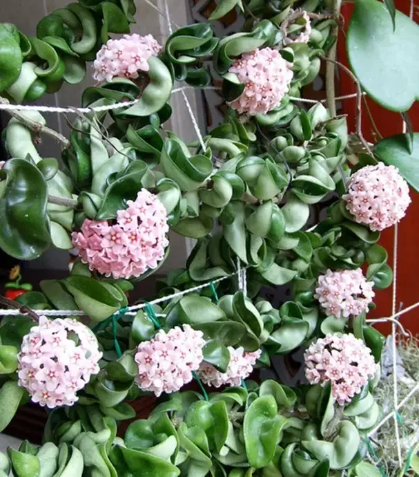 球兰的鉴赏与养护管理