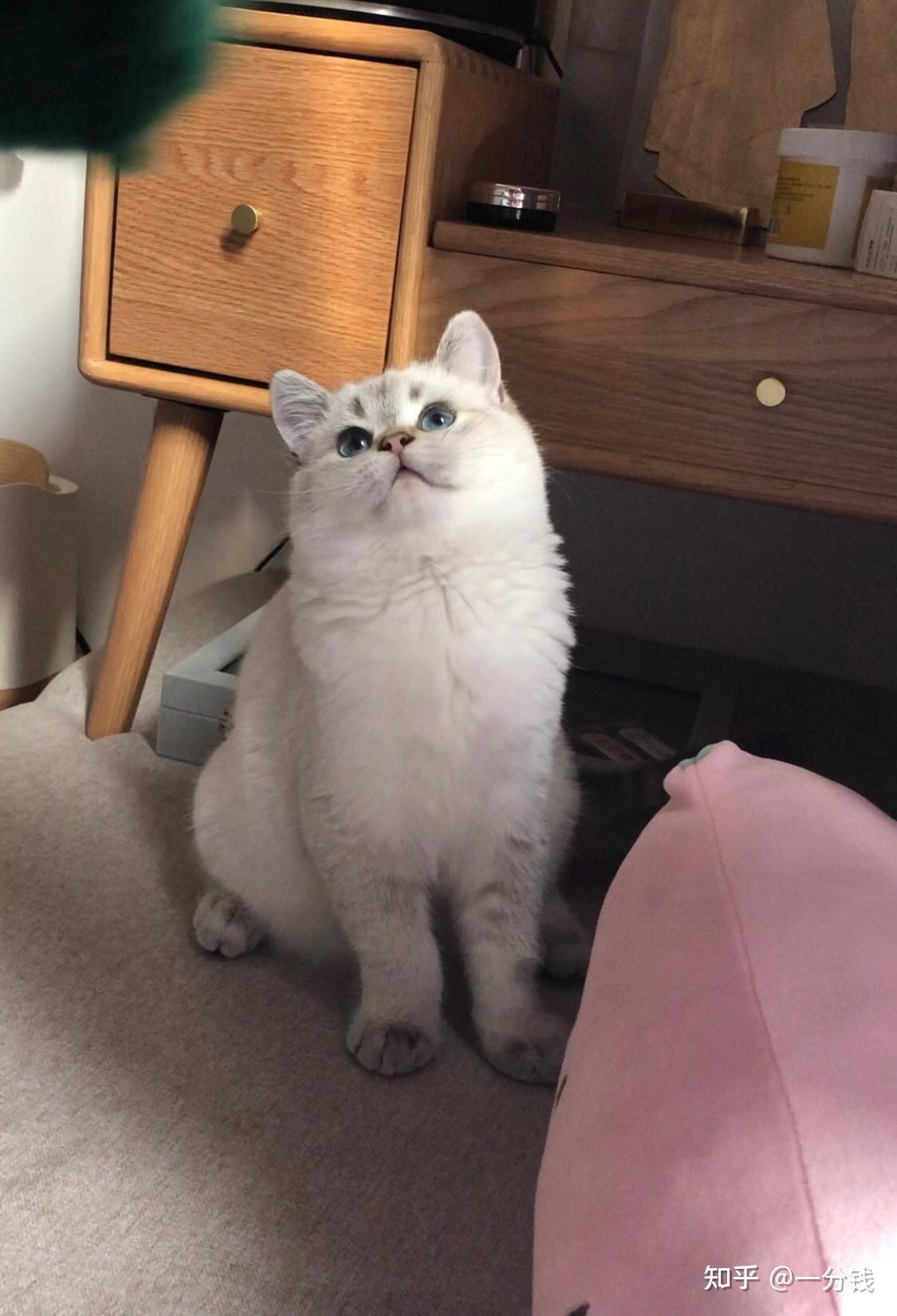 朋友买了一只金点猫现在不是很好看有没有养了金点的朋友呢可以看看