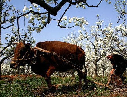 牛平时不瞪眼睛活好又温顺你骂它它才瞪眼睛你打它它才瞪眼睛