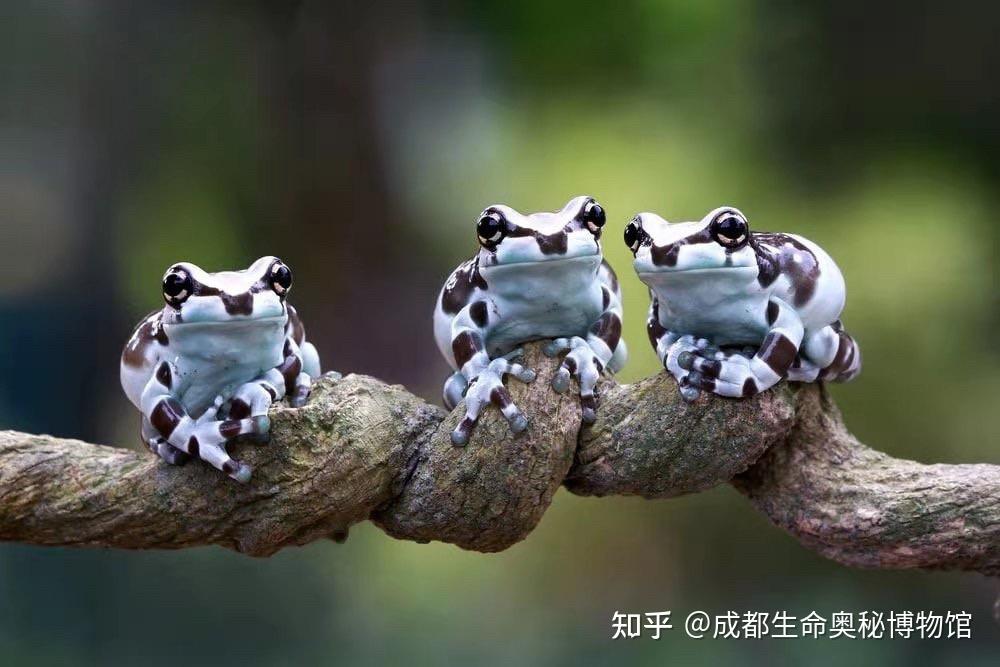 棕白迷彩小可爱——牛奶树蛙