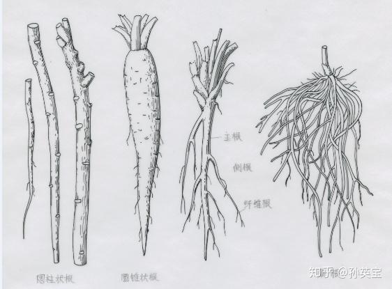 植物根结构图简笔画图片
