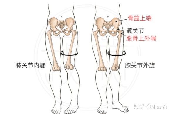 从生硬难记的理论上来讲这个假胯宽其实和膝盖外翻,髋关节内旋,臀肌