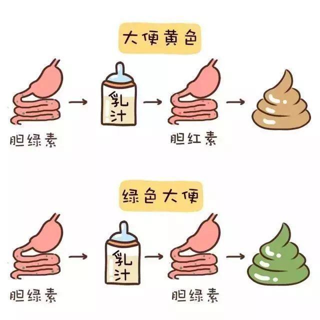 便便有奶瓣，发绿？不要错过便便里的健康信号 - 知乎