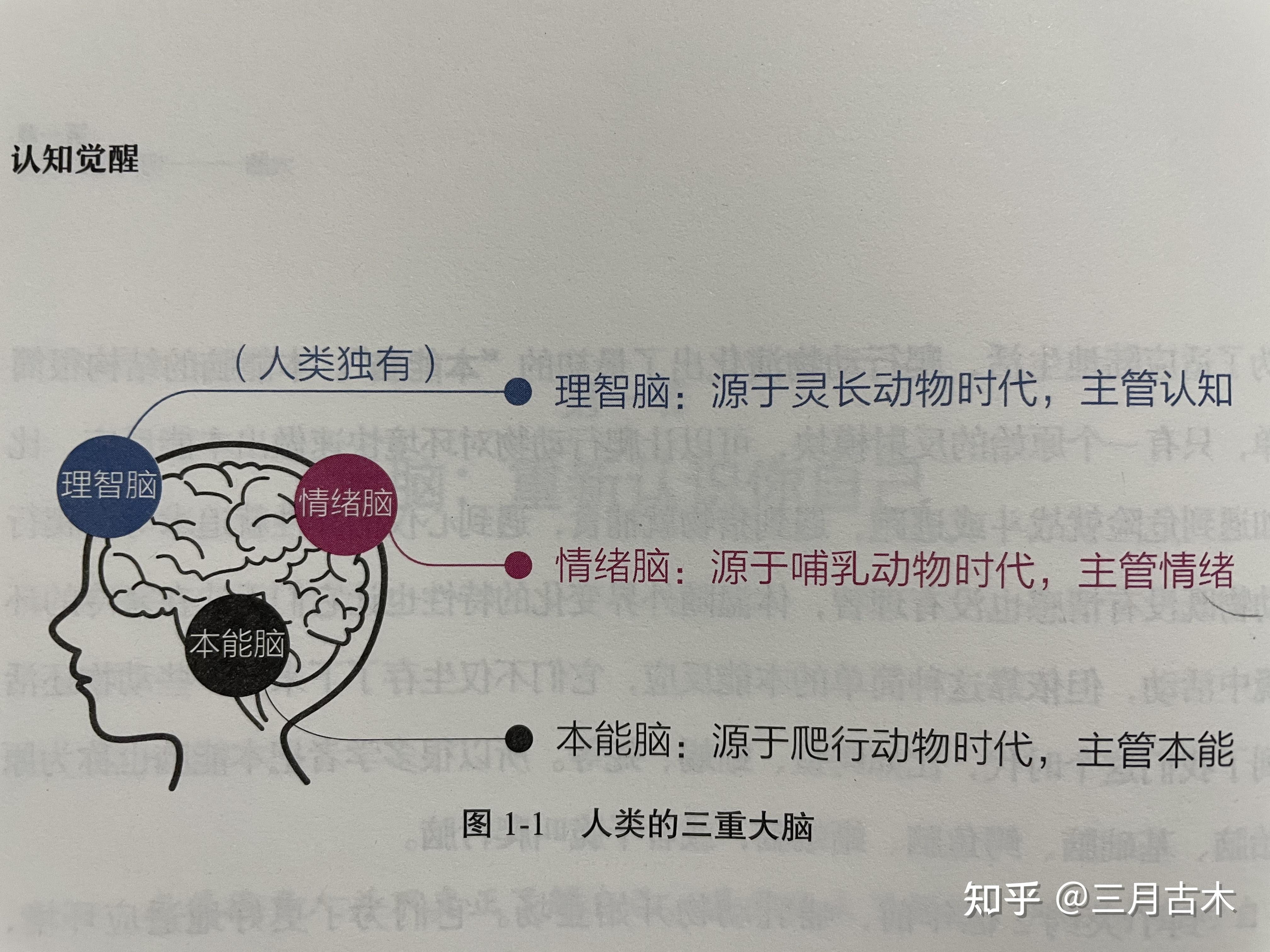 作者阐述了人的大脑分为本能脑,情绪脑和理智脑.