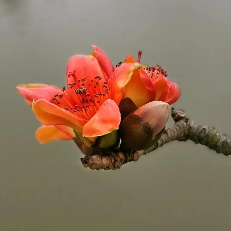 春天的木棉花