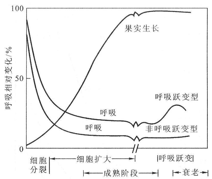另一种则是呼吸跃变型果实,这种果实可以在还未成熟时采摘,之后再人工