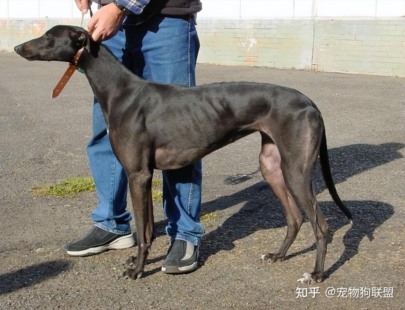 都说“细犬”优秀,为什么很少有人养? - 知乎