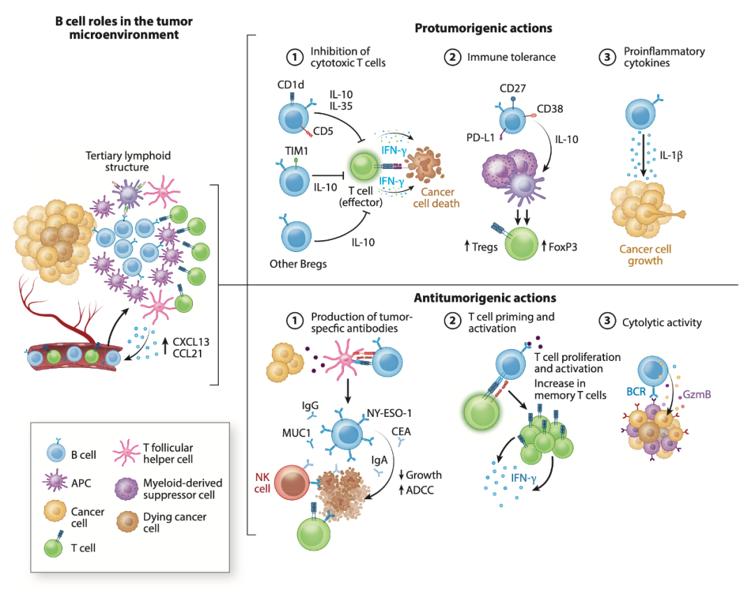 annurev丨b細胞在腫瘤微環境中的功能