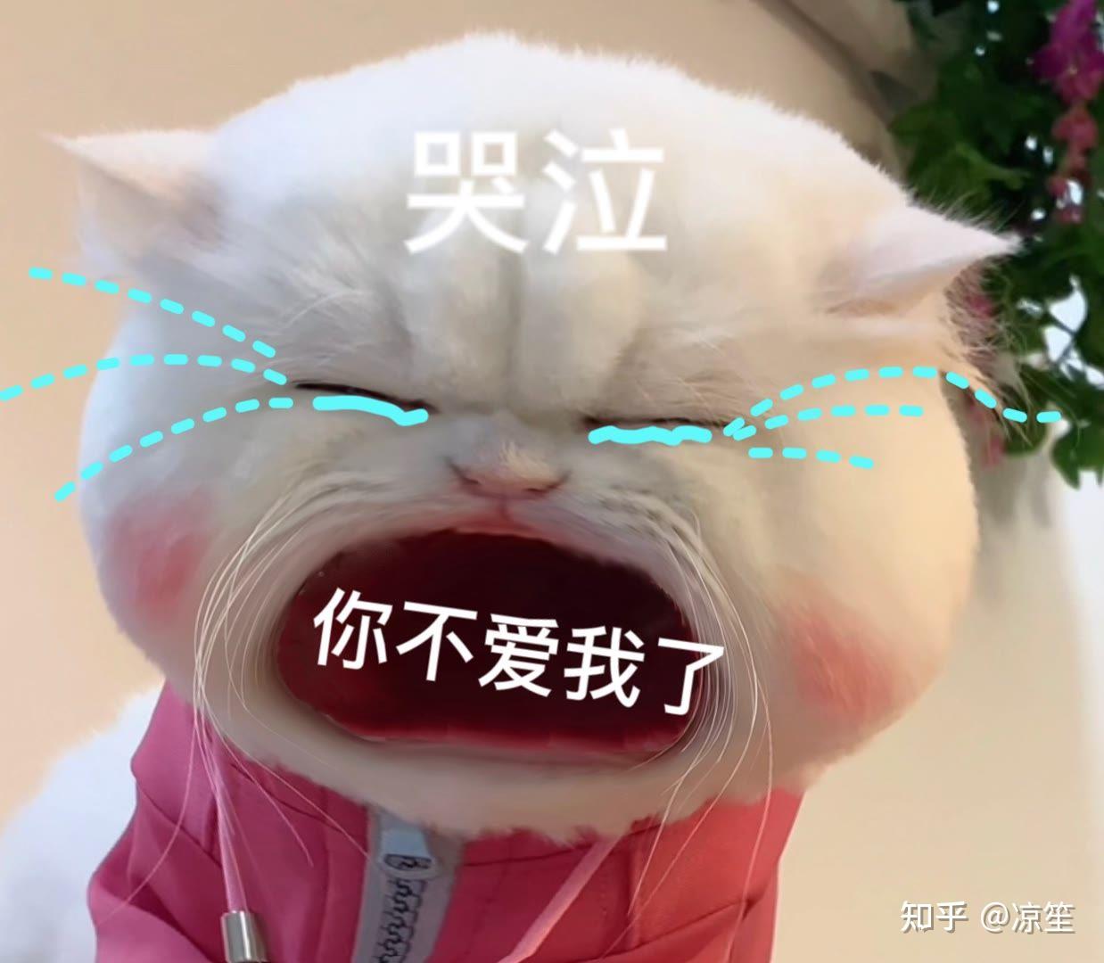 球球表情包 - 知乎