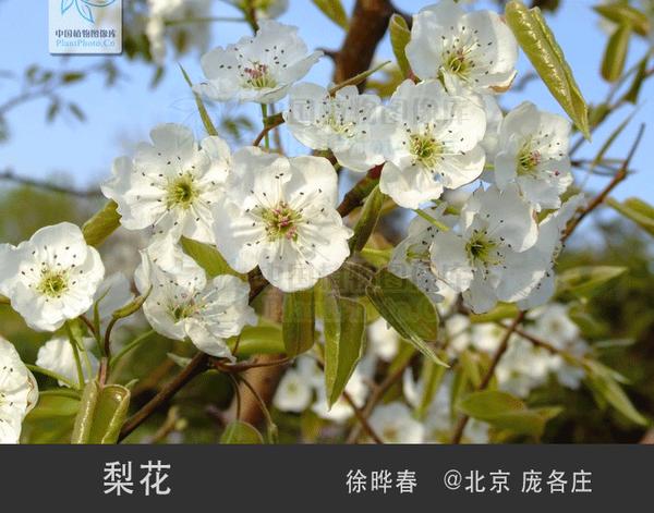 帝都之春桃樱杏梨李梅