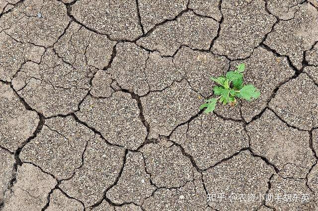土壤板结怎么办黄腐酸钾多少钱矿源黄腐酸钾有机肥的作用
