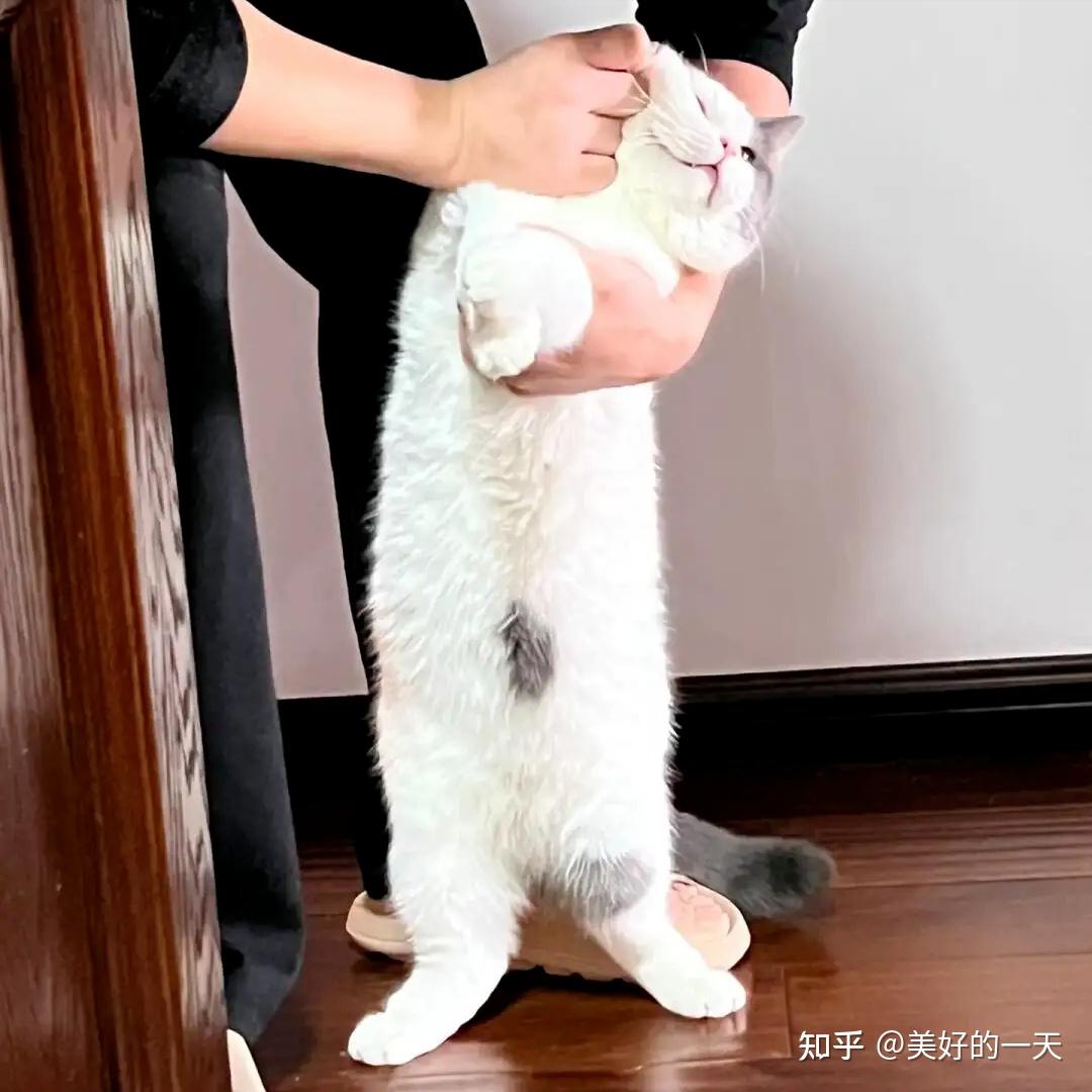 一只猫挨打也“不反抗”,有这些原因,看完让人落泪! - 知乎
