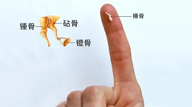 耳朵里的三块听小骨(锤骨,砧骨和镫骨)是人体最小的骨头,它们首尾相连