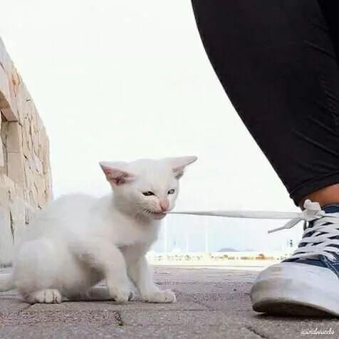 网友蹲下系个鞋带就被喵碰瓷了