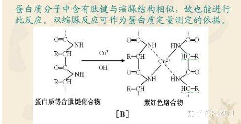 与双缩脲试剂反应的是蛋白质的哪部分结构?