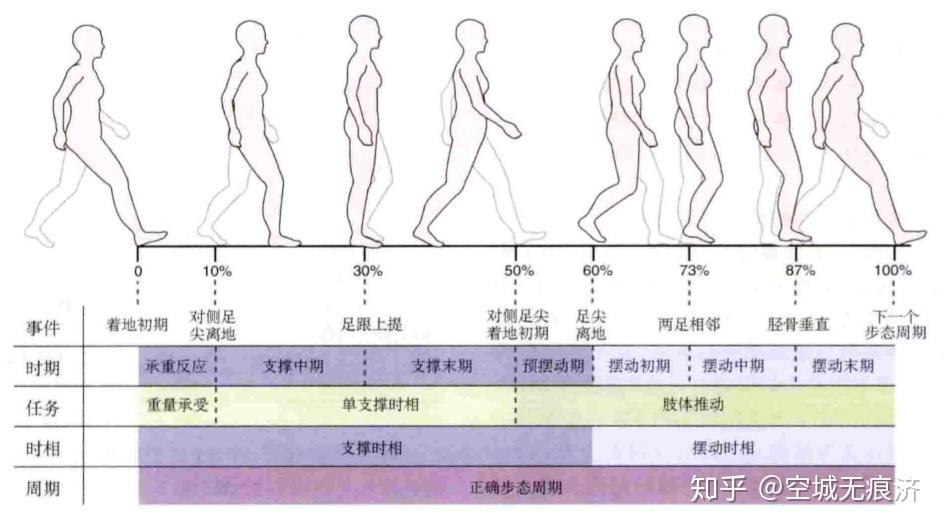 运动康复知识21步态周期的不同阶段骨盆髋关节的运动学状态