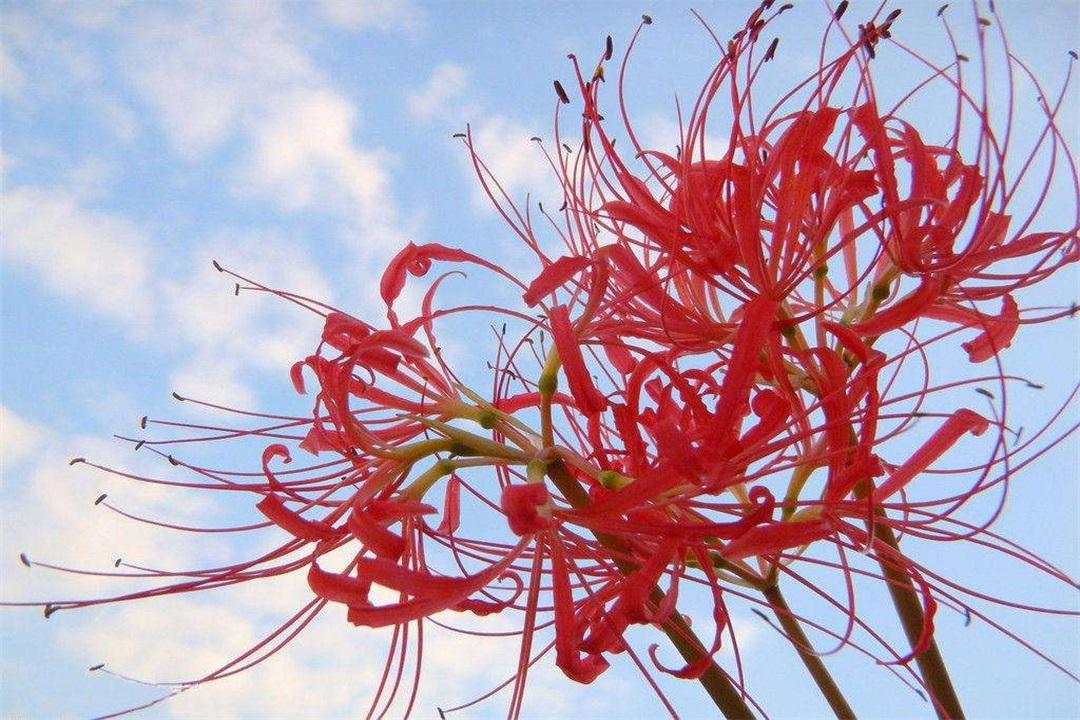 曼珠沙华 别名红色彼岸花 Lycorisradiata 又称 引魂之花 知乎