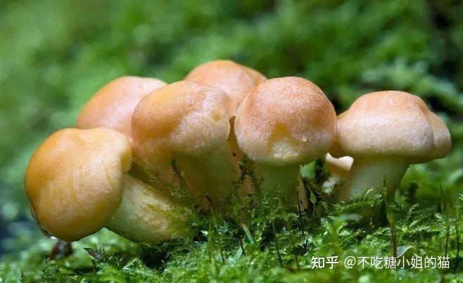 100种千奇百怪的菌类植物，森林中最隆重的色彩！ - 知乎