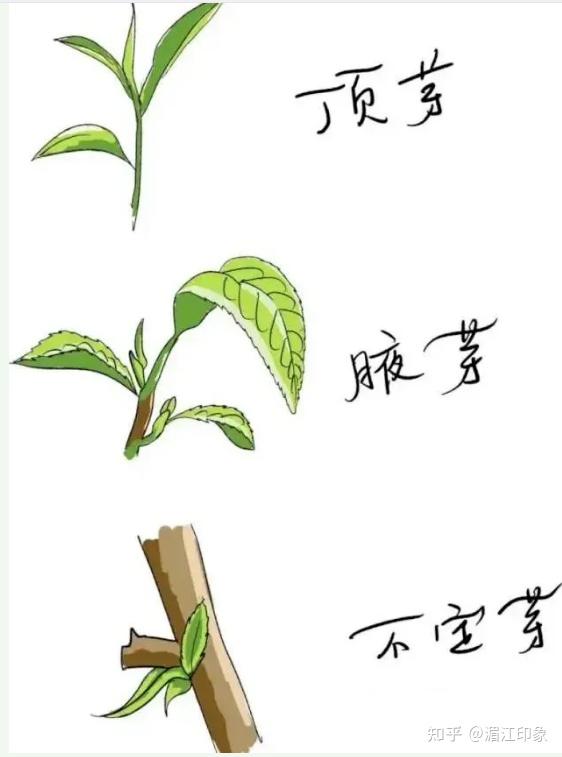 茶树知多少 - 知乎