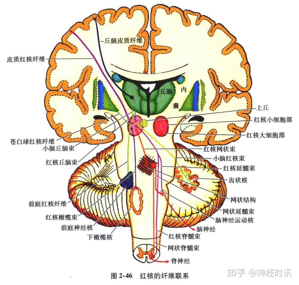 脑干生理解剖病损定位人手一册