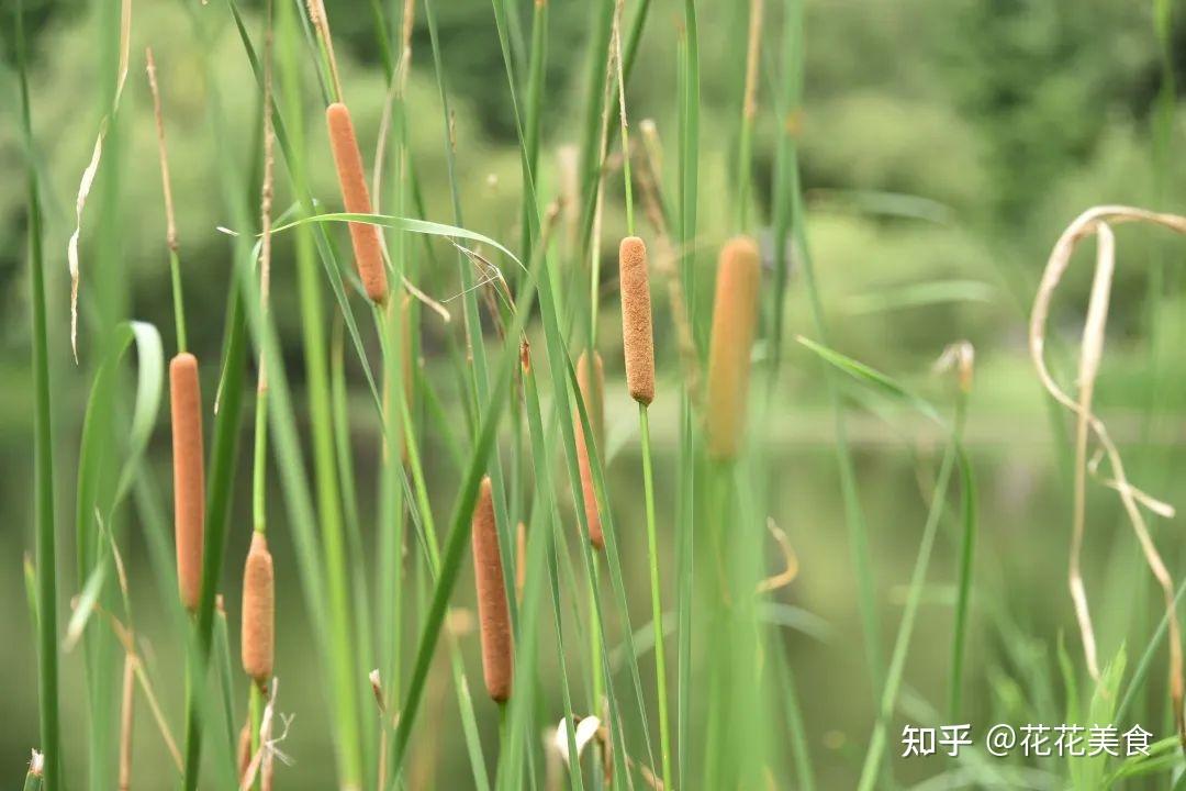 香蒲植物大战僵尸里的猫尾草