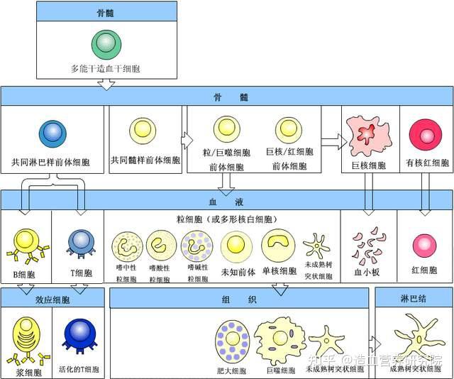 什么是造血?造血都有哪些功能? - 知乎