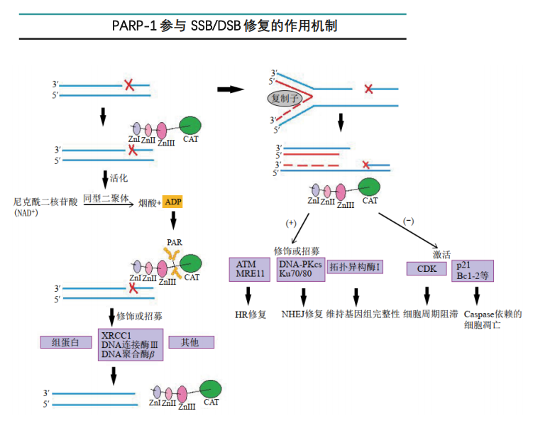 三,parp抑制剂的作用机制