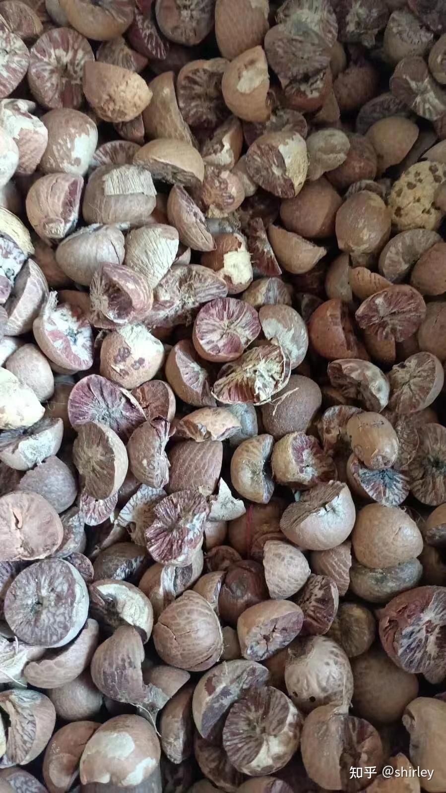 食品槟榔和药用槟榔有什么区别