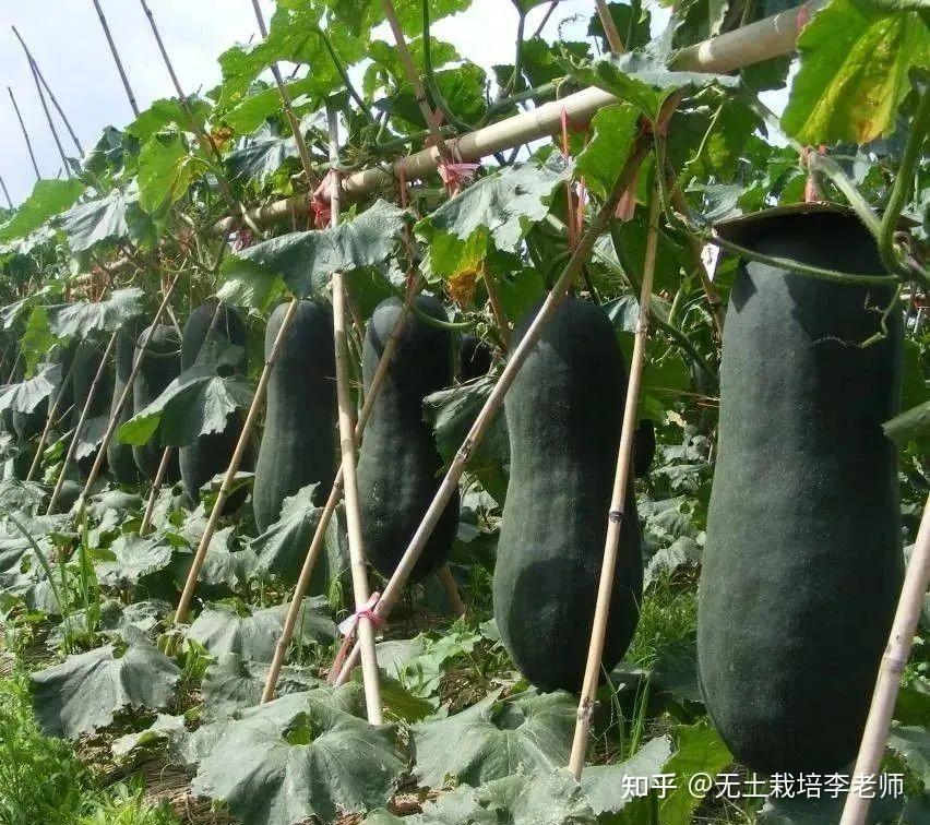 12种农业种植套种技巧,收入翻倍 - 知乎